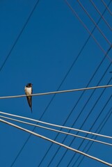 swallow on a wire