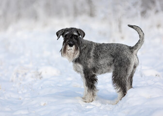 Medium schnauzer with pepper and salt stands in winter snowy forest
