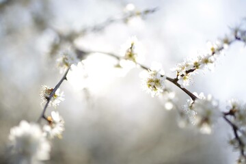 Beautiful cherry tree blossoming on spring. Beauty in nature. Tender cherry branches on sunny spring day outdoors. Blooming white tree. white flowering spring bush in the sunshine