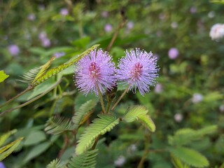 Mimosa Pudica flower in the morning