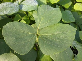 Mucuna bracteata leaves in the morning