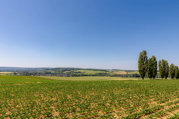 Fototapeta na wymiar Summer landscape, The terrain of hilly countryside in Zuid-Limburg, Small houses on hillside with green grass meadow and farmland, Gulpen-Wittem is a villages in Dutch province of Limburg, Netherlands