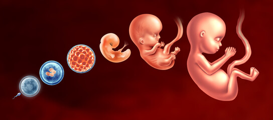 Embryo Development Stages and Embryology or Embryogenesis as a sperm and egg with a fertilized egg and blastocyst to a fetus as human pregnancy development dor Fertility and reproduction concept  - obrazy, fototapety, plakaty