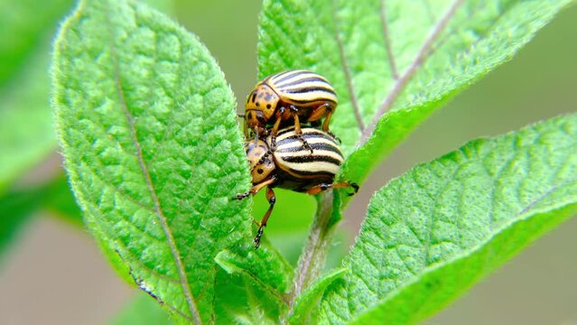 Extreme close up of potato plant leaf and beetles mating on it. No pesticide used in this farm, all beetles and eggs haw to be hand pick.