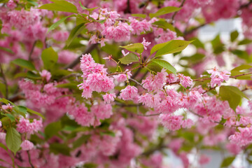 Sakura tree flowers in early spring. Blossoming season of cherry and plum trees. Background with selective focus