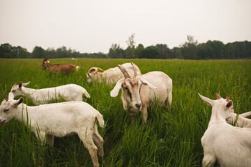 Obraz na płótnie Canvas Saanan dairy goats on a small farm in Ontario, Canada.