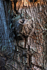 Old Tree bark texture close up, natural background. selective focus