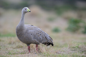 Hühnergans Cereopsis novaehollandiae