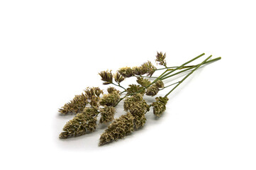 Hedgehog collective medicinal plant on a white background