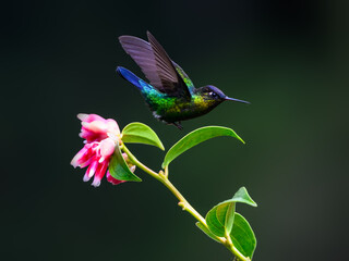 Fiery-throated Hummingbird in flight feeding on pink flower against green background