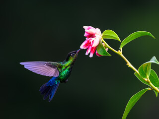 Obraz premium Fiery-throated Hummingbird in flight feeding on pink flower against green background