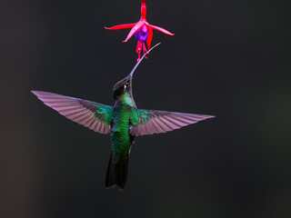 Obraz premium Talamanca Hummingbird in flight feeding on a pink flower