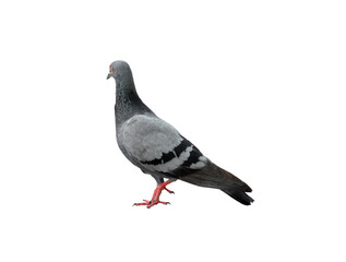 Single wild pigeon standing isolated on white background with clipping path.