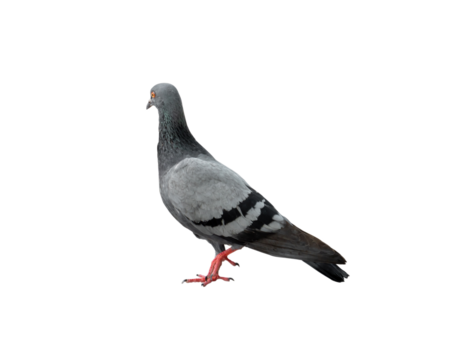 Single wild pigeon standing isolated on white background with clipping path. in png file format
