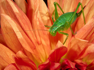 grasshopper on a red leaf
