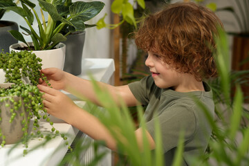 Cute little boy taking care of beautiful green plant at home. House decor