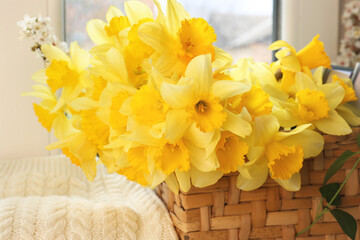 Beautiful yellow daffodils in wicker basket, closeup