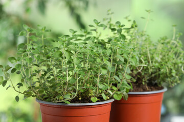 Aromatic potted oregano and thyme on blurred background, closeup