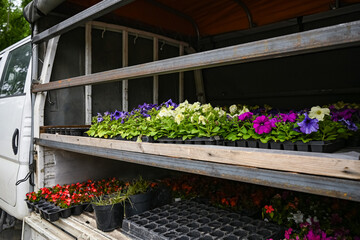 The trunk of the car is full of new plants for gardening. Summer city flowers.