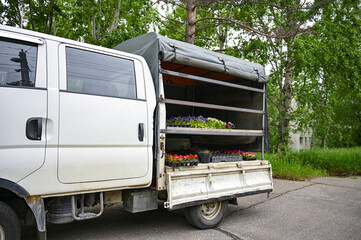 The trunk of the car is full of new plants for gardening. Summer city flowers.