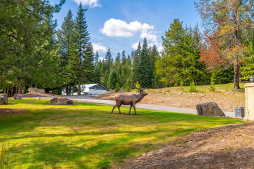 A life-size statue of a deer or buck with antlers stands at the entrance to a rural estate ranch in the mountains near Coeur d'Alene, Idaho and Spokane Washington at Newman Lake, Washington. - obrazy, fototapety, plakaty