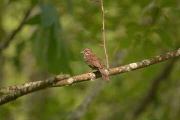 Song Sparrow on a branch in the sunlight