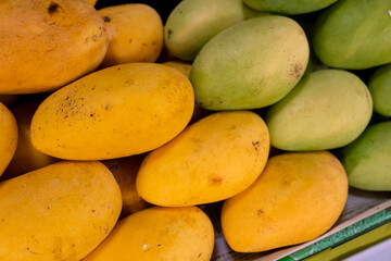 Rows of both unripe and ripe Guimaras Mangoes, renowned for its exceptional sweetness. At a fruit...