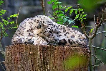 Beautiful snow leopard laying down and resting on a tree stump. This is a species of large cat in genus Panthera family. They are native to mountain ranges of Central and South Asia. Space for text.