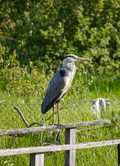 great blue heron