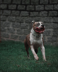 american staffordshire terrier, pitbull dog running