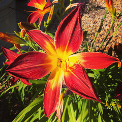 orange tiger lily