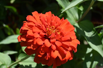 Orange Flower