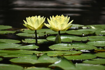 Water Lily