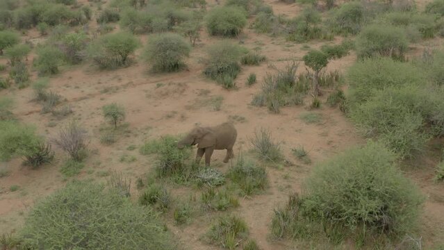 Aerial drone circle shot of Elephants grazing trees in Samburu, Kenya