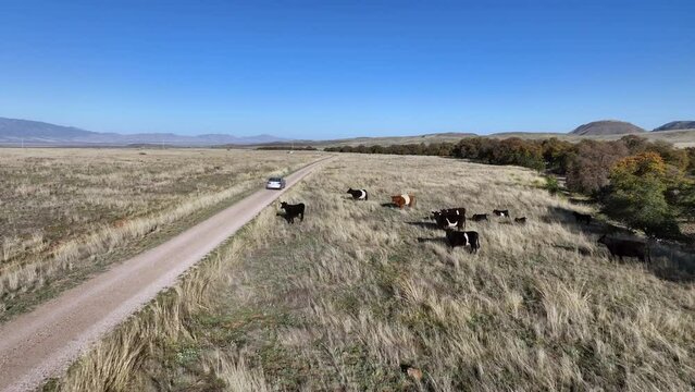 Drone shot of car driving on dirt road in Willcox, Arizona, = aerial shot with cows on the side of the road
