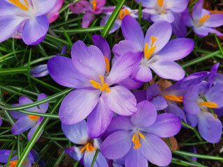 purple crocus flowers