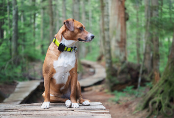 Dog with gps tracker in forest. Puppy dog sitting with tracking collar and bear bell on wooden...
