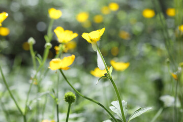 Foam from spittlebug or froghoppers on plant. White spittle of soap suds bubbles made by spittle bug nymphs on buttercup stem. Sunny summer meadow with buttercup flower in bloom. Selective focus.
