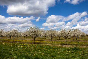 Fototapeta na wymiar blooming tree in countryside 
