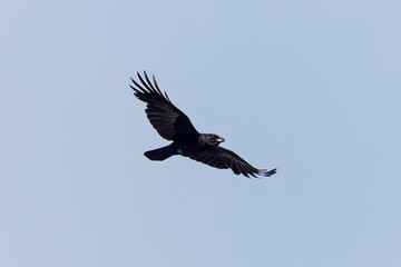 Fototapeta premium The American crow (Corvus brachyrhynchos) in flight. An adult bird carries food in its beak to the nest for the young