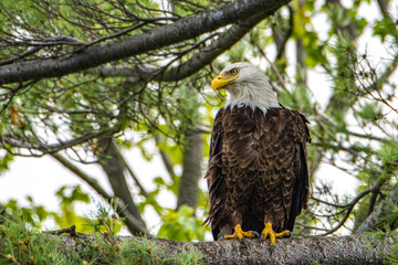 A bald eagle, Haliaeetus leucocephalus, perched in a pine tree while scanning a lake for prey