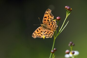 butterfly on flower on