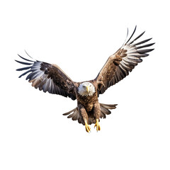flying eagle isolated