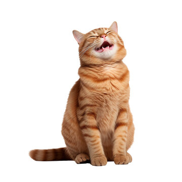  Happy and Cute Cat Laughing