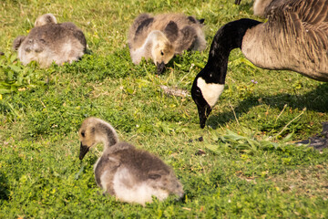 canadian geese in the water