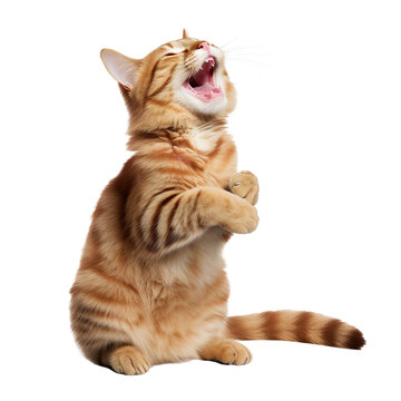 Happy and Cute Cat Laughing