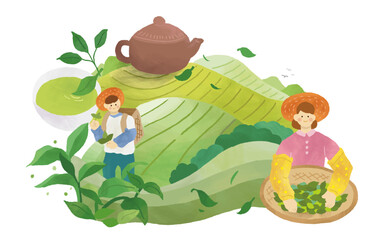 Tea farmers collecting tea leaves