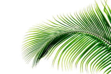 Fototapeta premium Green leaves pattern,leaf palm tree isolated