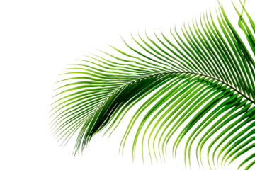 Green leaves pattern,leaf palm tree isolated