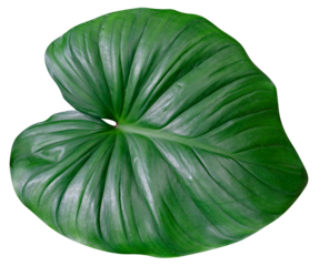 Green leaves pattern,leaf homalomena rubescens tree isolated